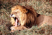 Picture 'KT1_06_33 Lion, Kenya, Masai Mara'